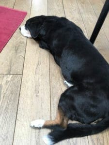 Alfie lying as close as possible to the desk leg to be near his Mistress yesterday.