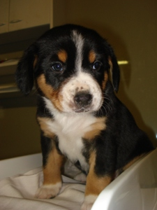 Victory Megan vom Kornried - Entlebucher Mountain Dog puppy