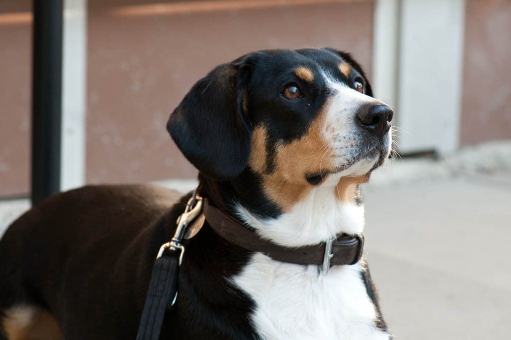 Aisha Princess of Beauty - Shadow - Entlebucher Mountain Dog