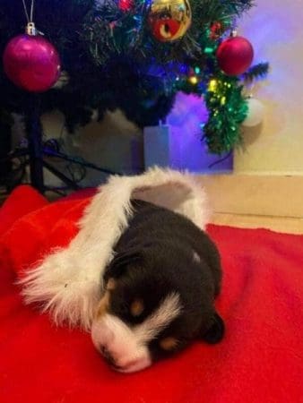 Polly Christmas - Entlebucher puppy in a santa blanket