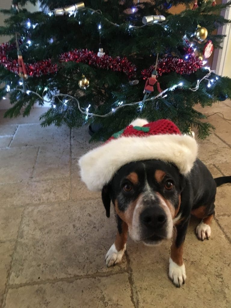Ready to write to Santa Paws. Wilma Entlebucher Mountain Dog with her Christmas decorations.