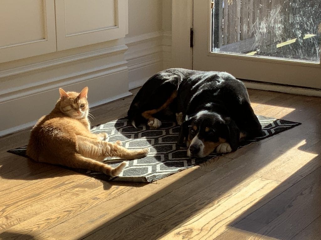 Winston Entlebucher and his catmate sunbathing
