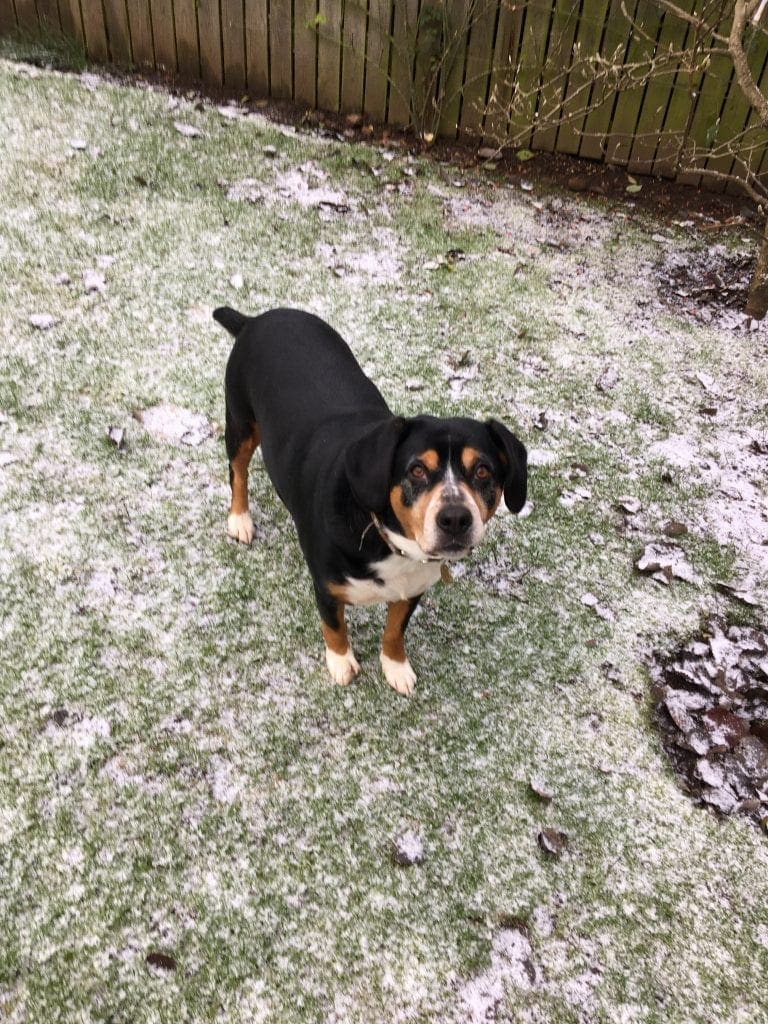 This is not real snow - Wilma is disappointed with the light sprinkling.