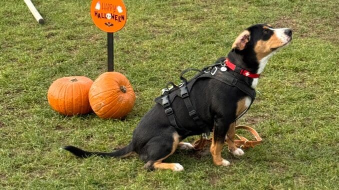 3b3db3f9-417c-4797-b219-7d4646666f6c